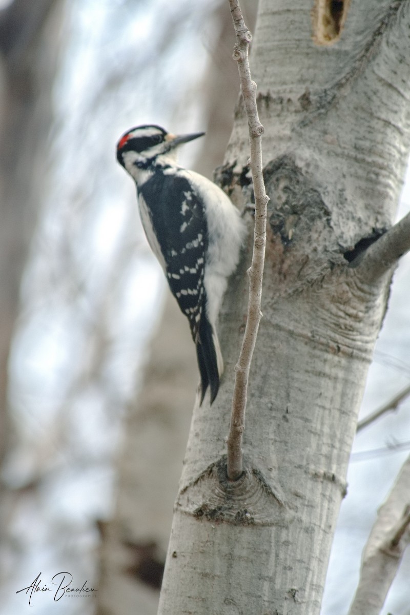 Hairy Woodpecker - ML566517531