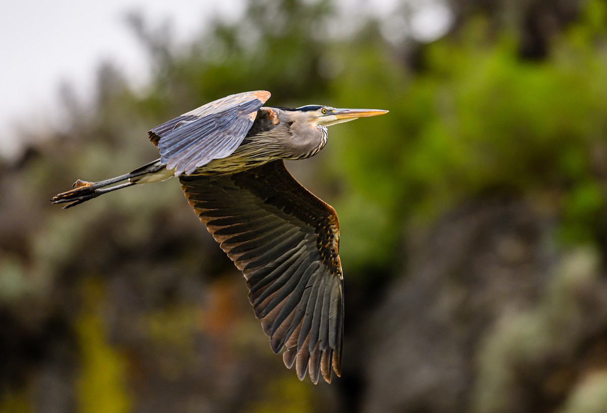 Great Blue Heron - Ken Miracle