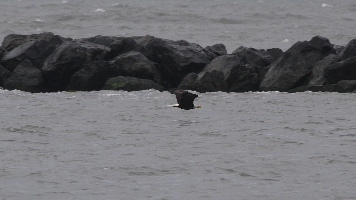 Bald Eagle - ML566519271