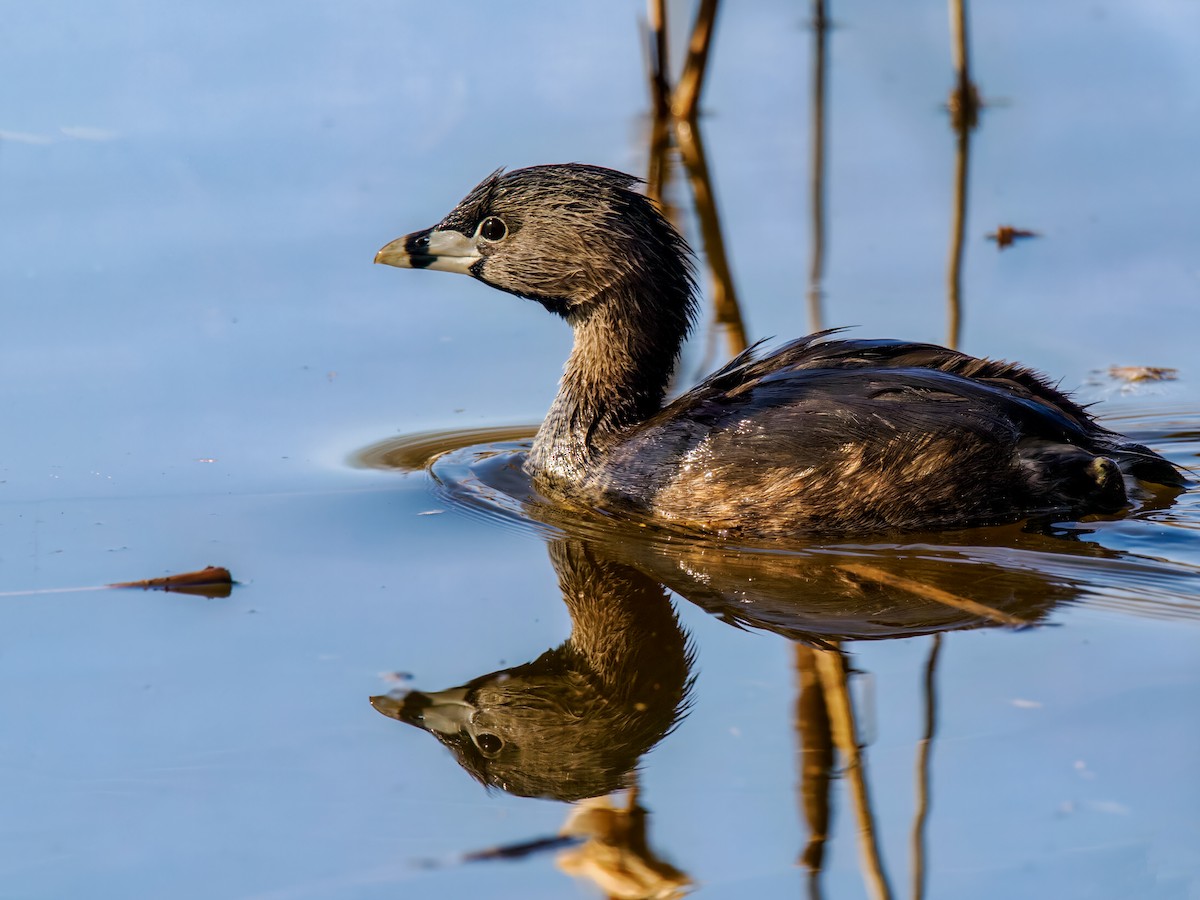 Pied-billed Grebe - Steven Meisel