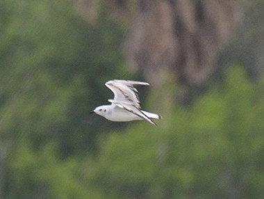 Mouette de Bonaparte - ML566521511