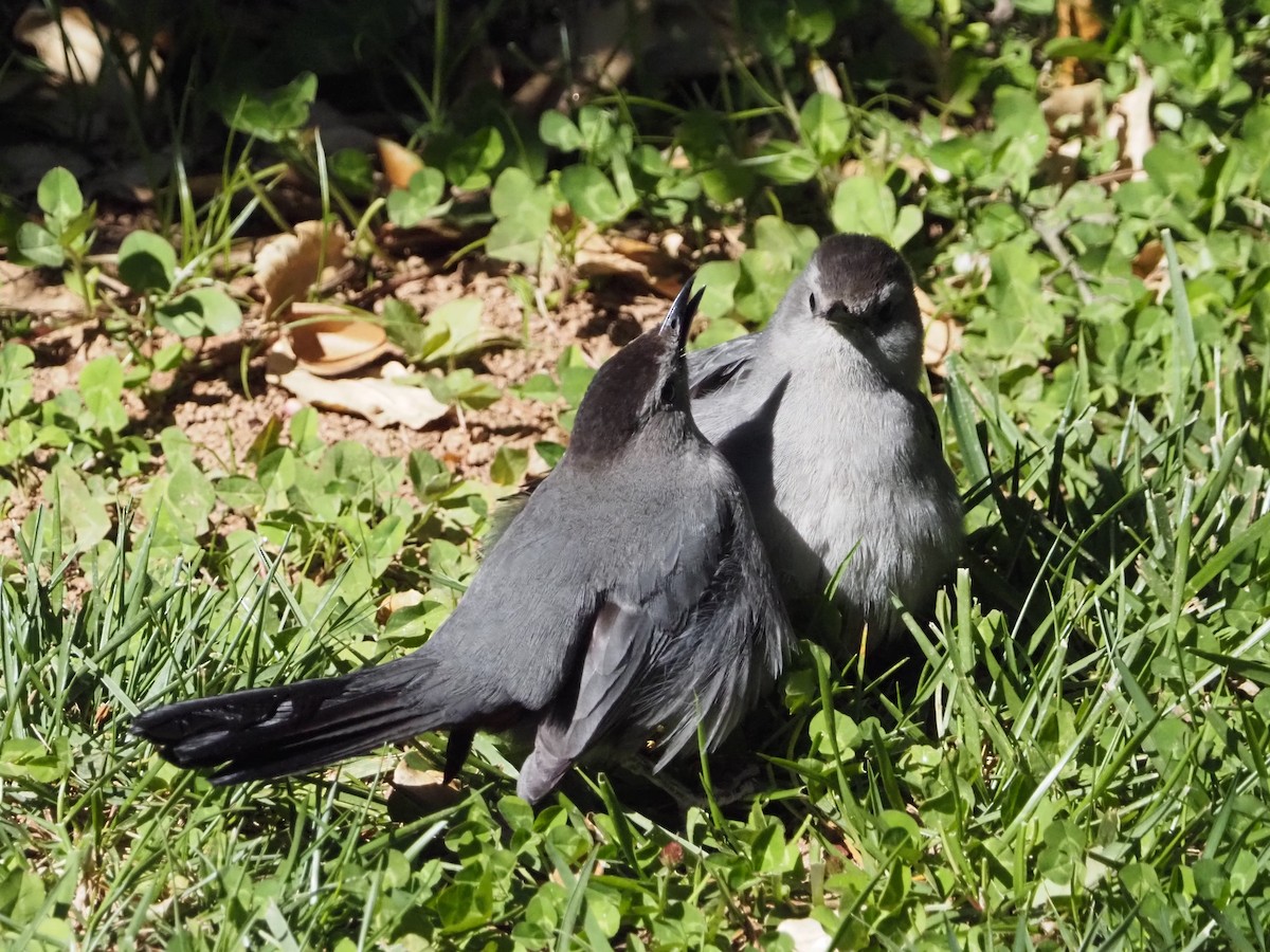 Gray Catbird - David Zook