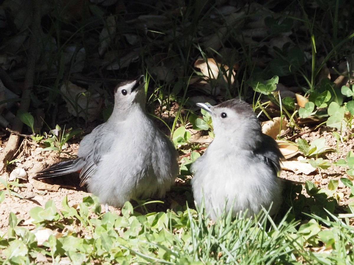 Gray Catbird - David Zook