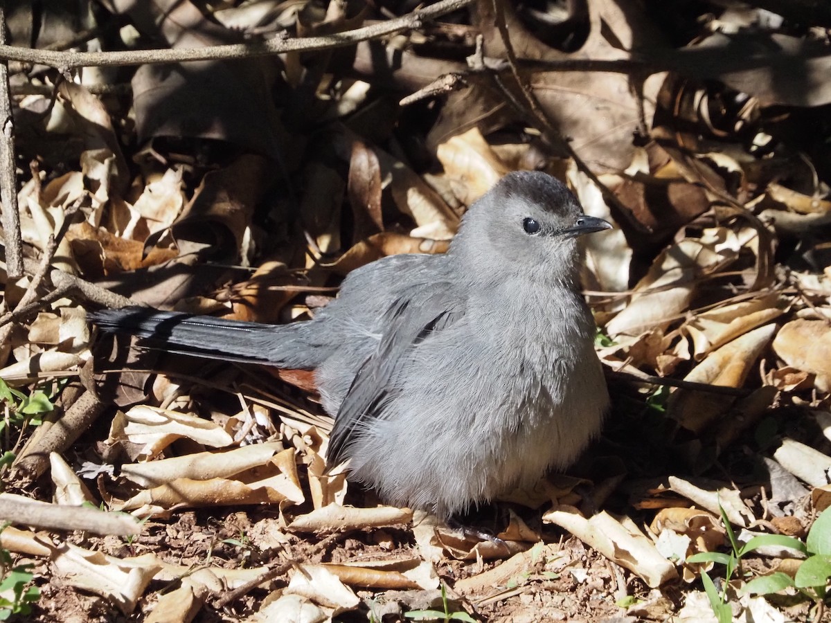 Gray Catbird - David Zook