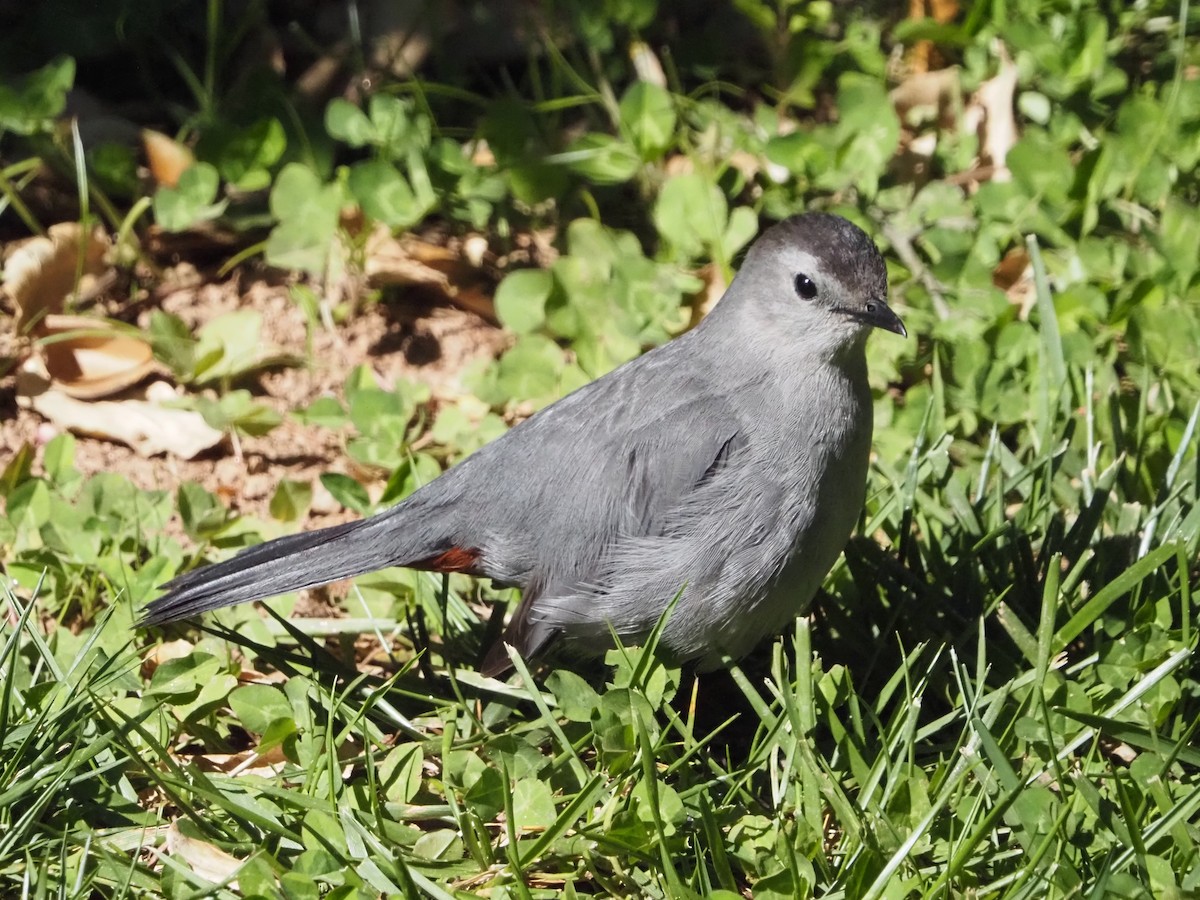 Gray Catbird - David Zook