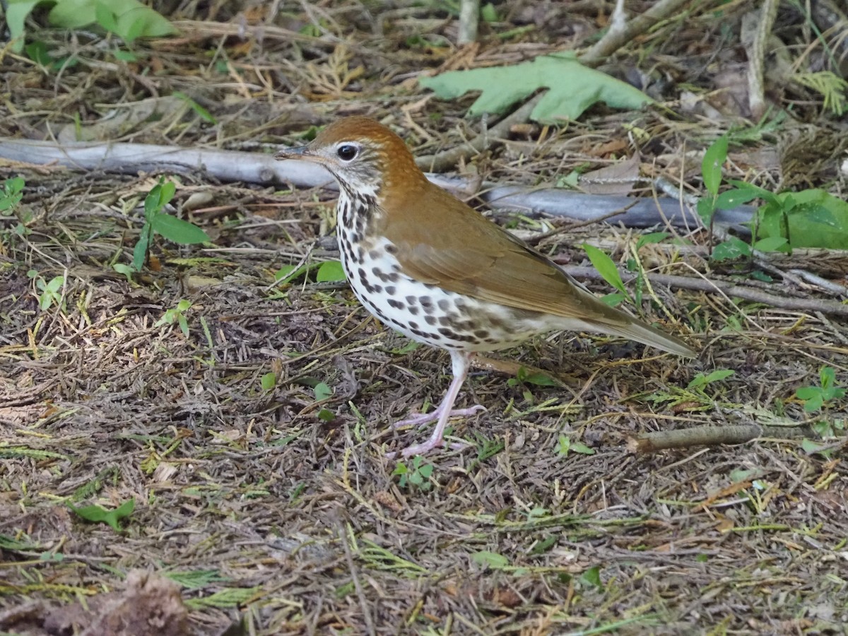 Wood Thrush - David Zook