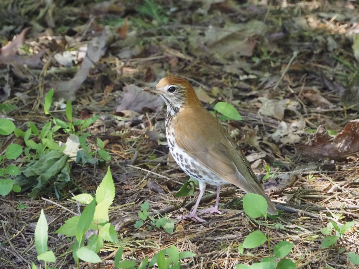 Wood Thrush - David Zook