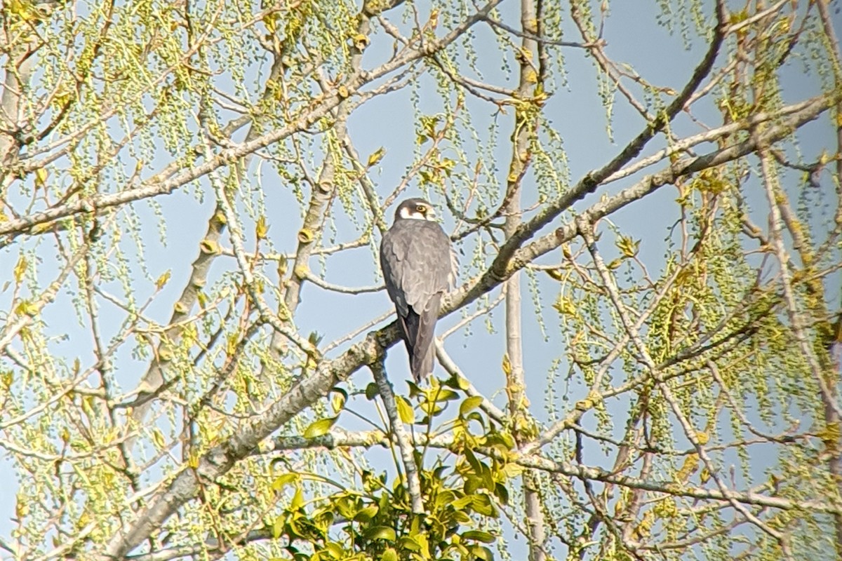 Eurasian Hobby - ML566522131