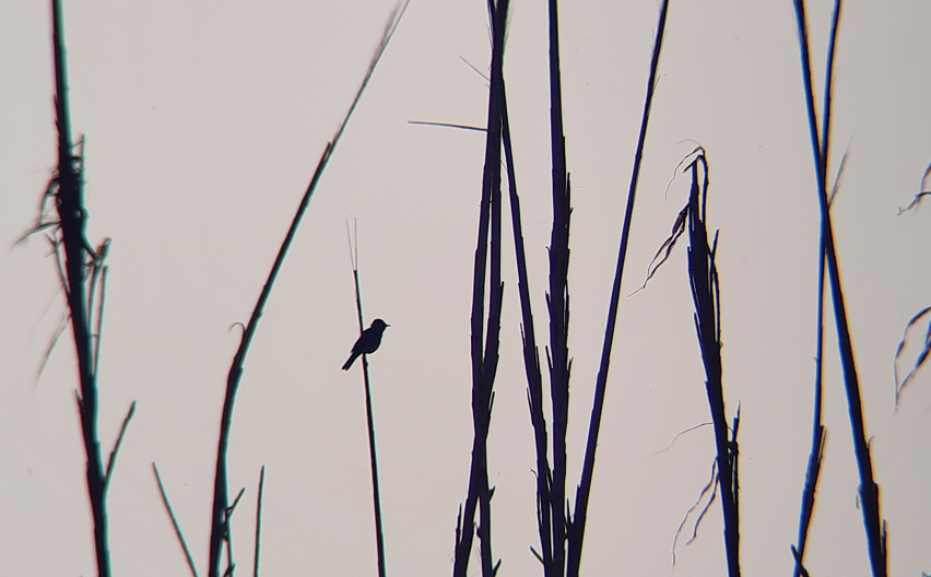 Eastern Olivaceous Warbler - ML566522831