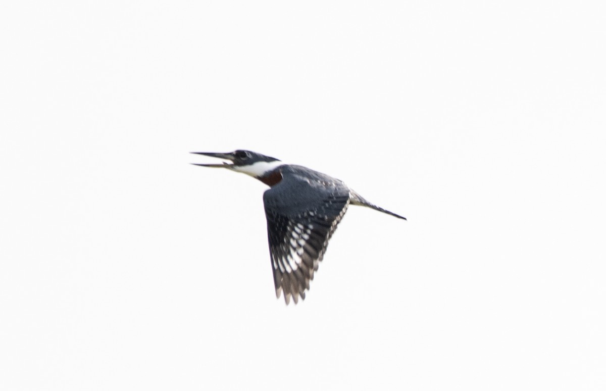 Ringed Kingfisher - Eduardo Vieira 17