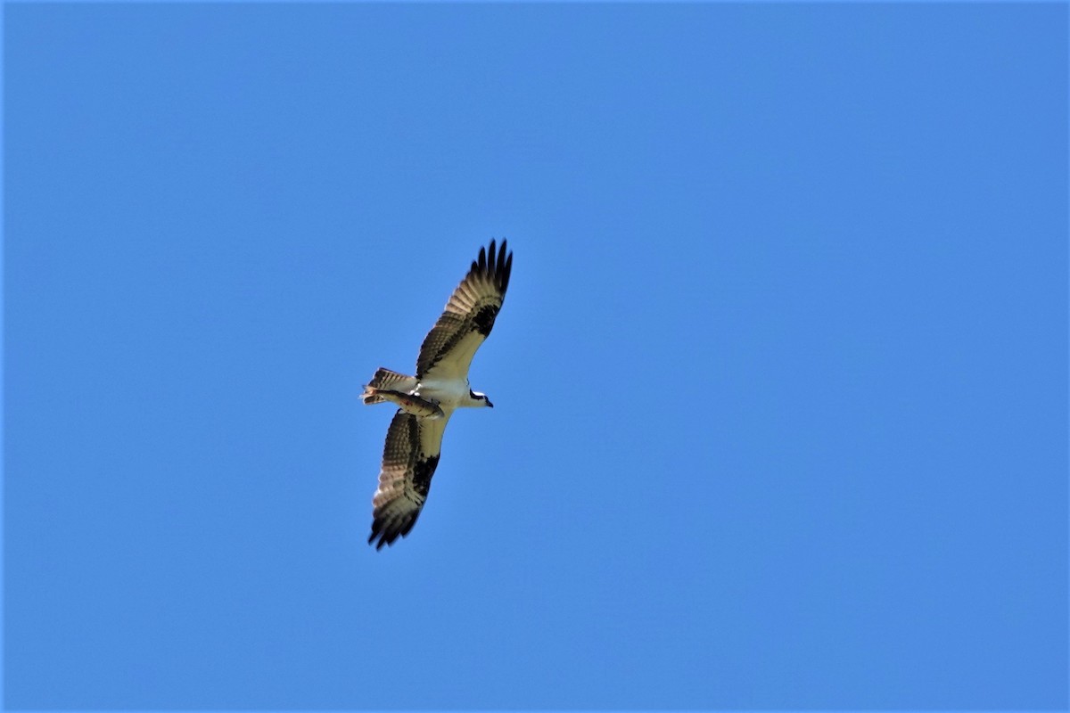 Águila Pescadora - ML566524301