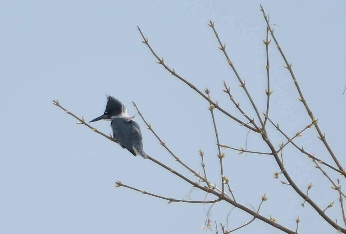 Belted Kingfisher - Michele Chartier