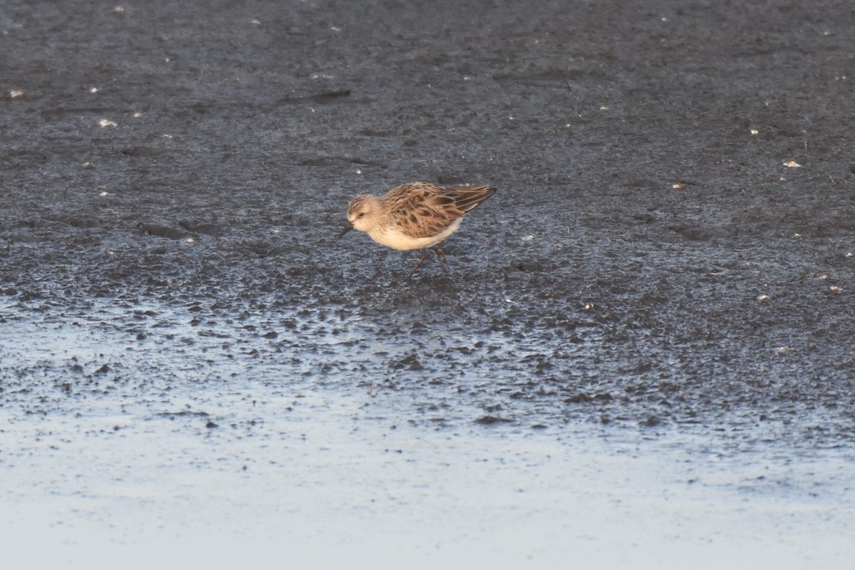 Semipalmated Sandpiper - Emile Schoffelen