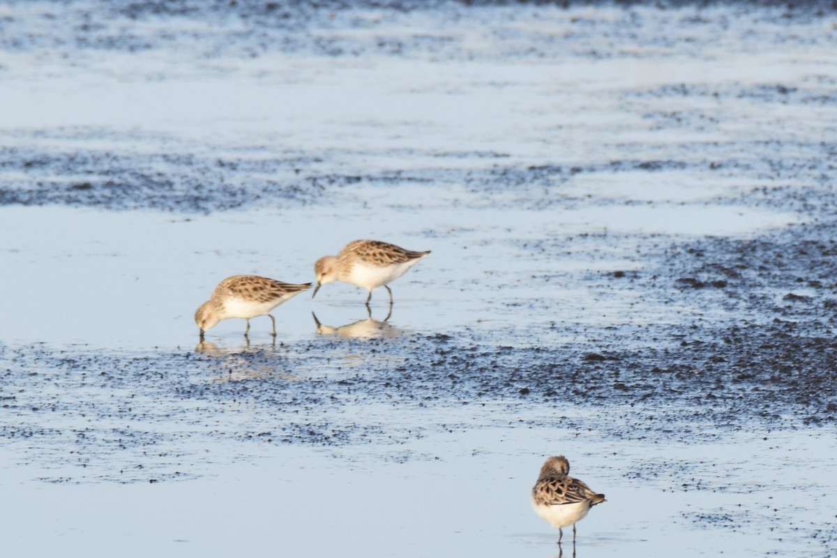 Semipalmated Sandpiper - Emile Schoffelen