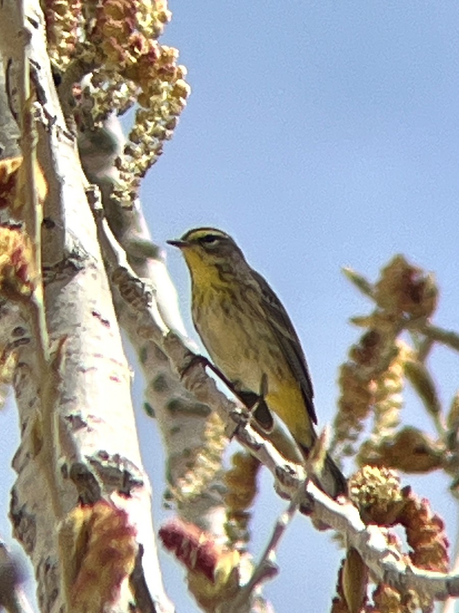 Palm Warbler - Brian Genge