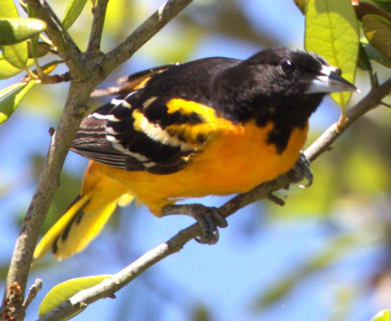 Baltimore Oriole - David Muth