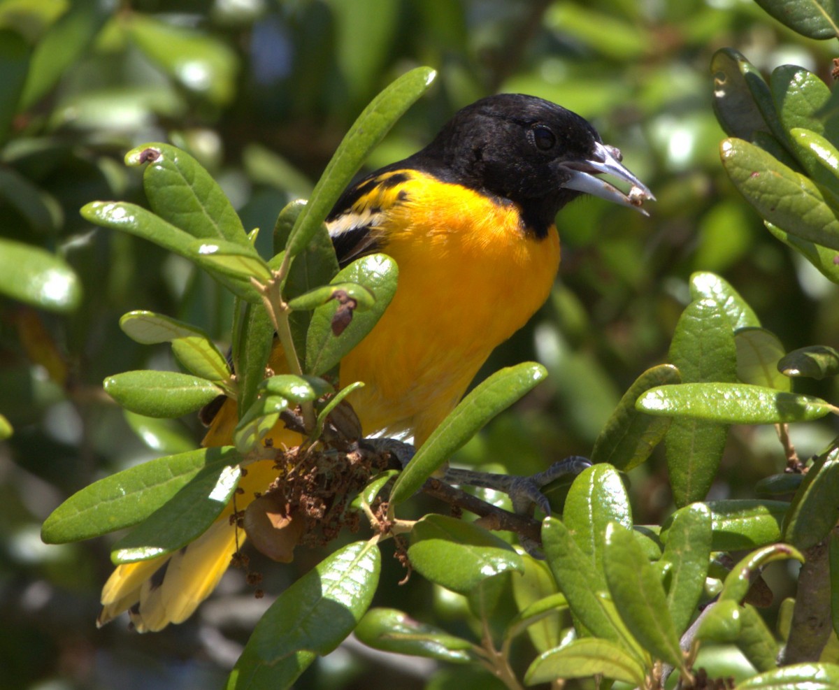 Baltimore Oriole - David Muth