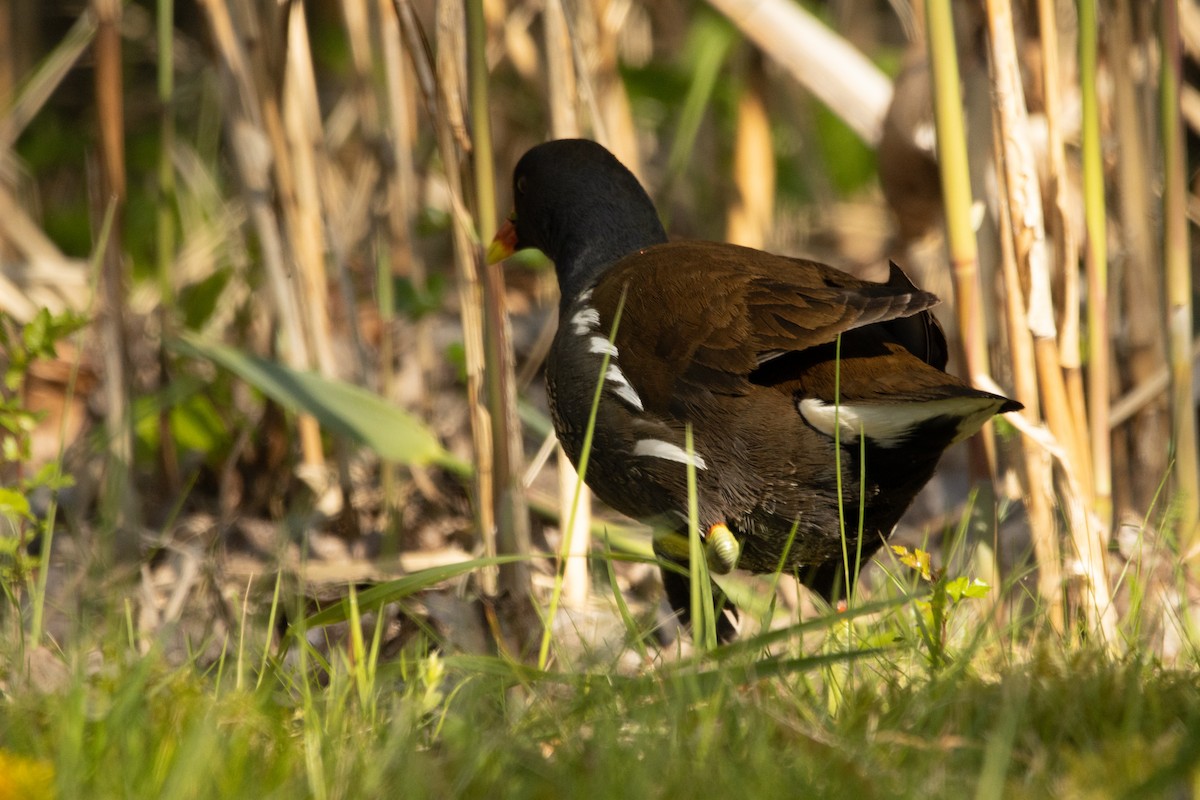 Eurasian Moorhen - Letty Roedolf Groenenboom