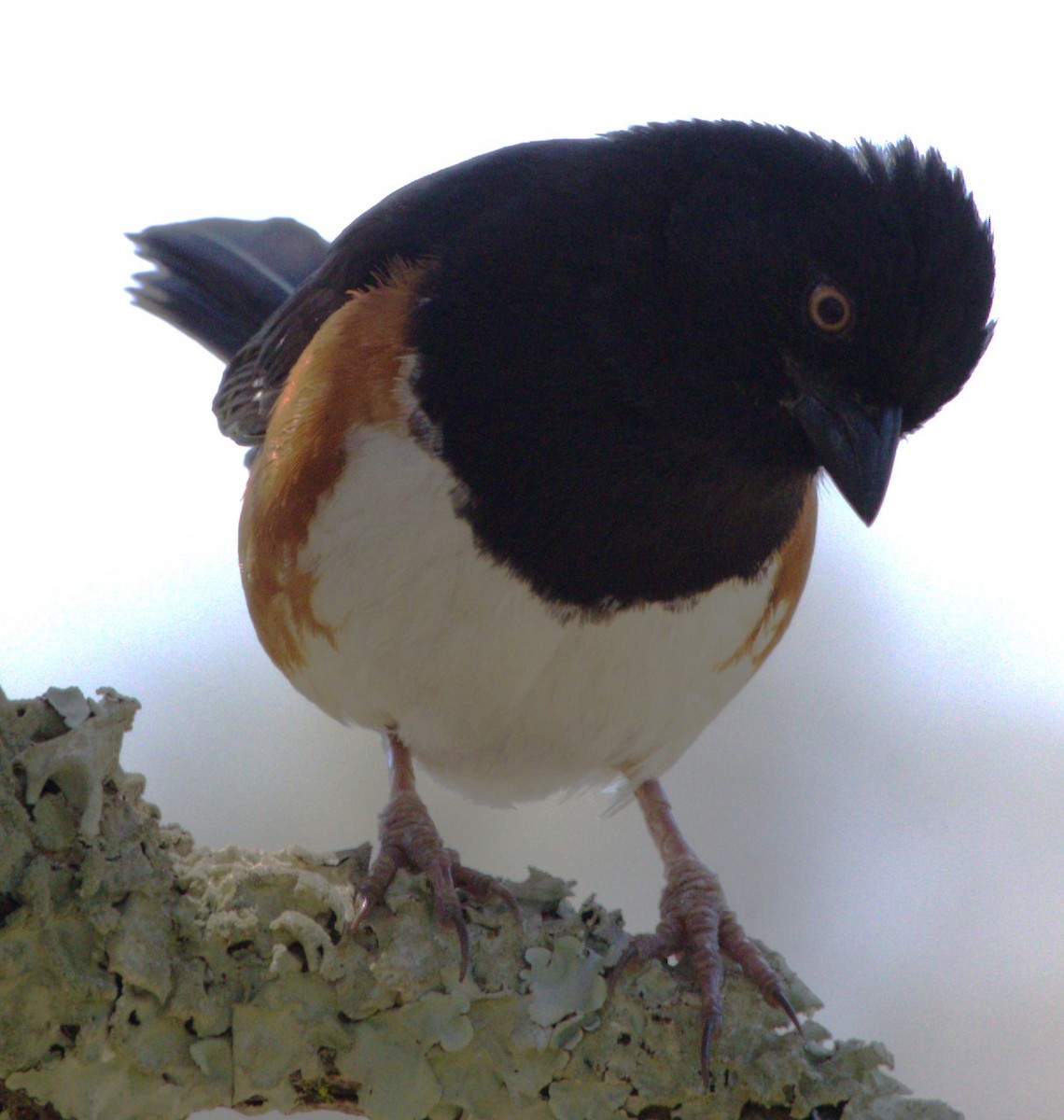 Eastern Towhee - David Muth