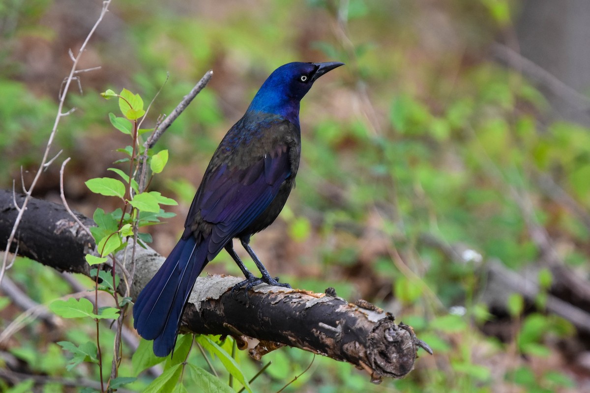 Common Grackle - Ted Kavanagh
