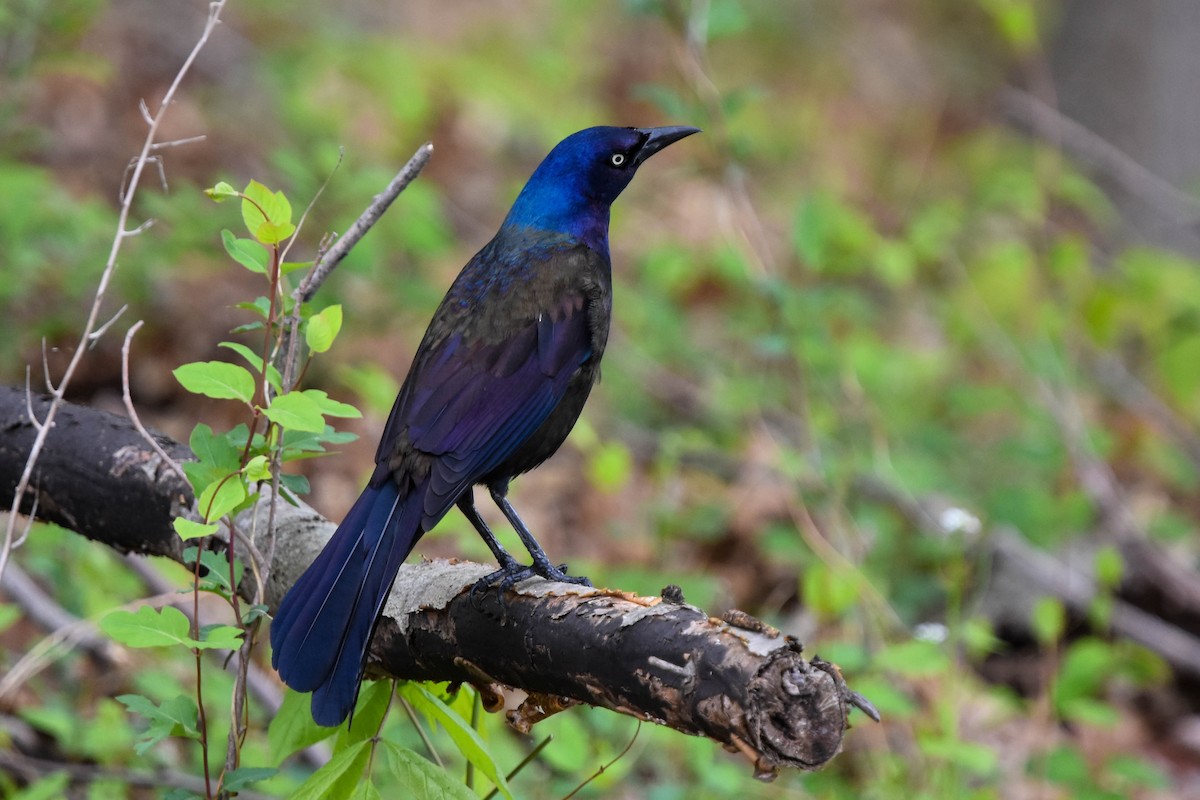 Common Grackle - ML566529511