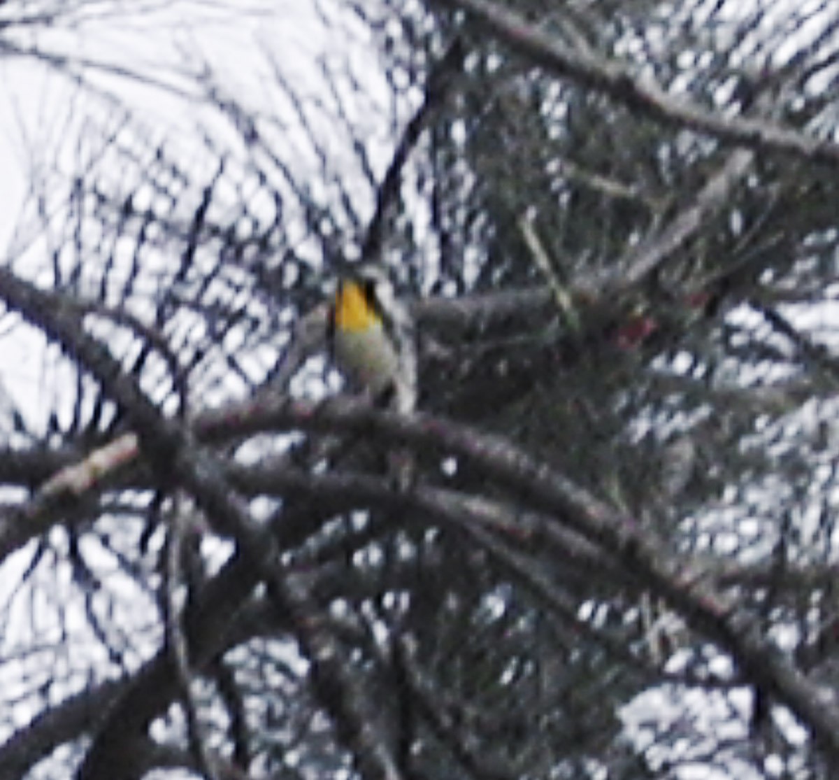 Yellow-throated Warbler - ML566530001