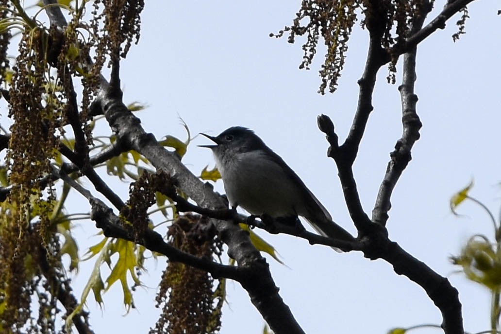 Blue-gray Gnatcatcher - ML566530131