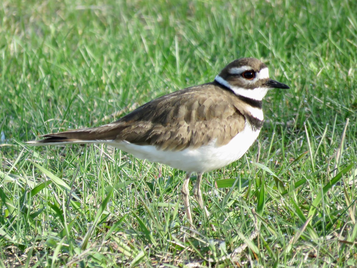 Killdeer - Mark A. Brogie