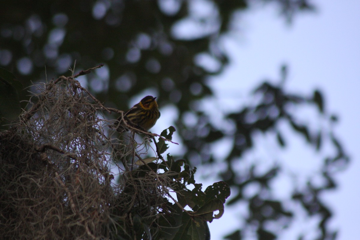 Cape May Warbler - ML566531741