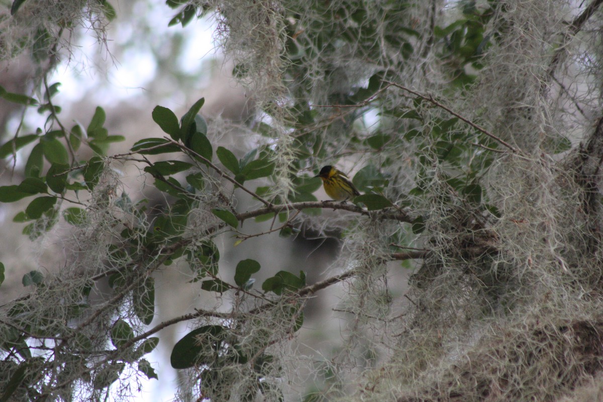 Cape May Warbler - Avery Chan