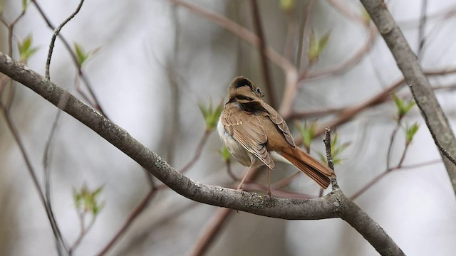 Hermit Thrush - ML566532251