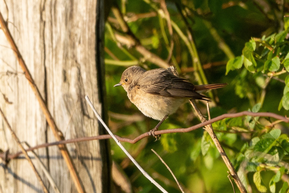 Common Redstart - ML566533191