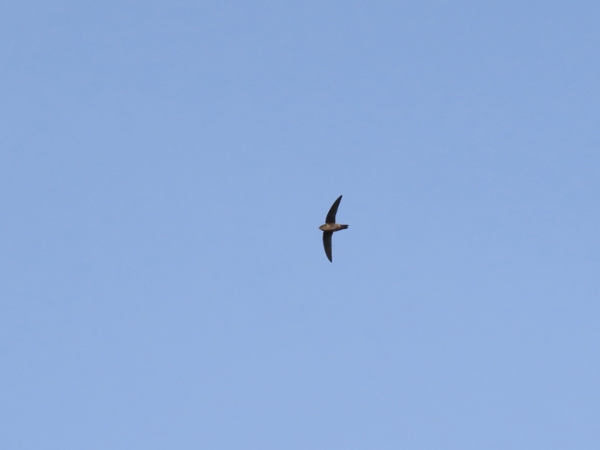 Band-rumped Swift - ML566533391