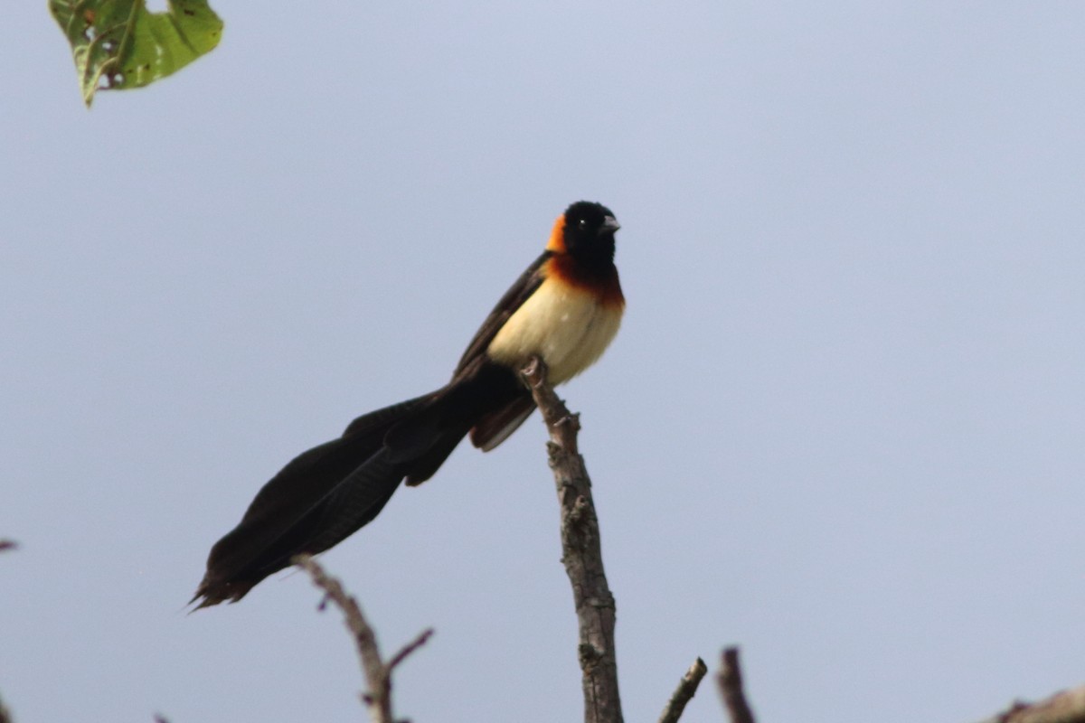 Broad-tailed Paradise-Whydah - ML566533591