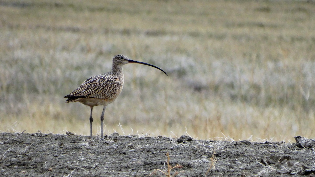Long-billed Curlew - Mike Russum