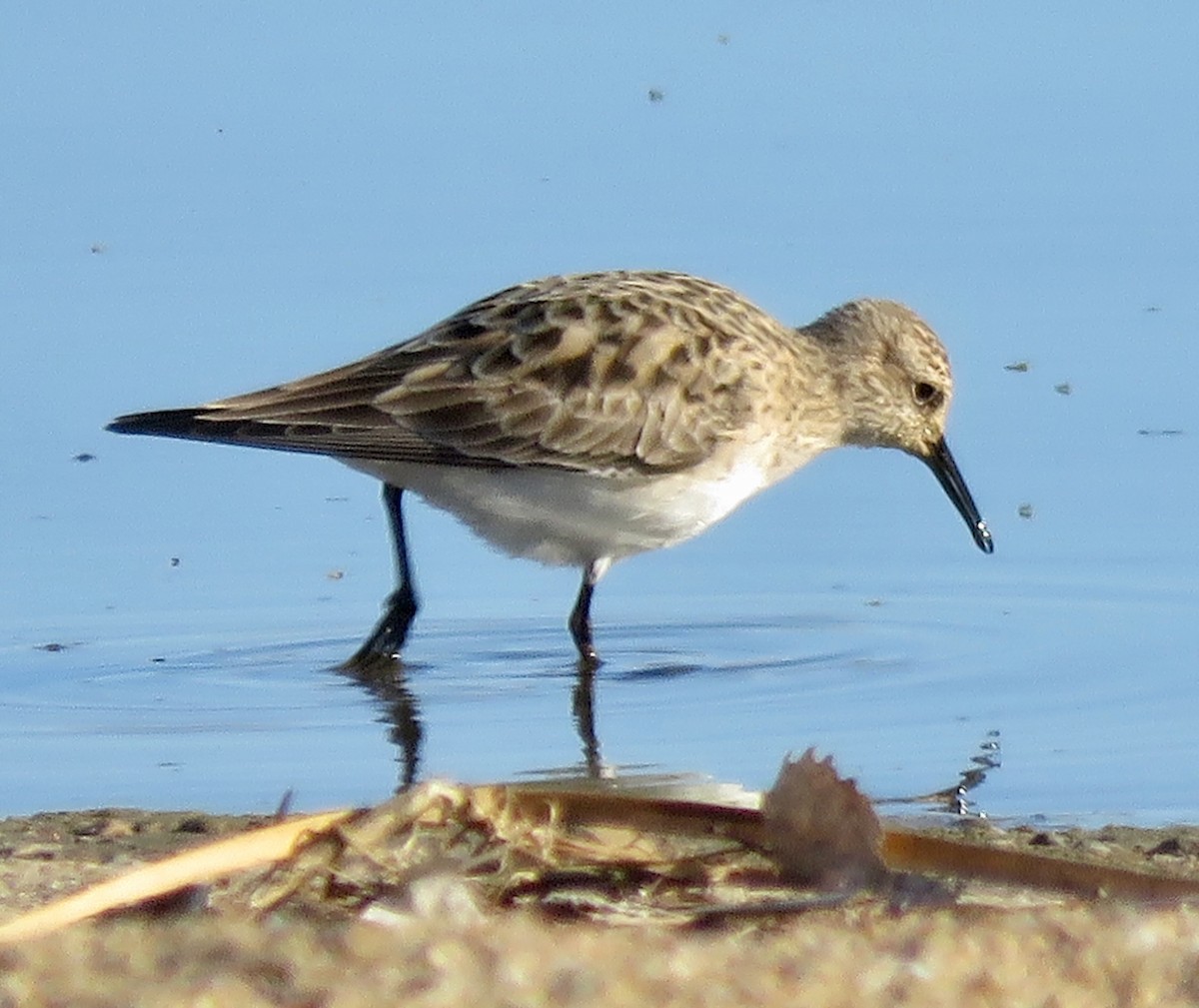 Baird's Sandpiper - ML566535691