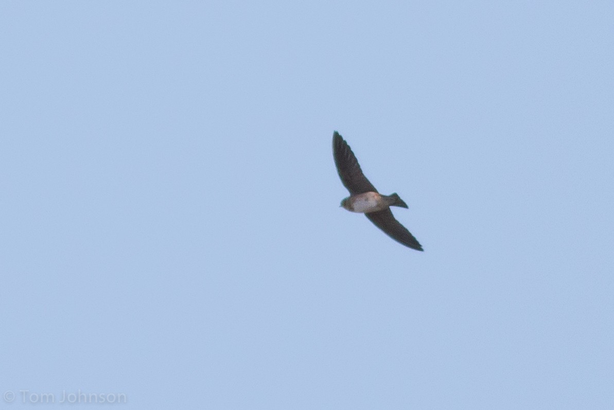 Cave Swallow - Tom Johnson