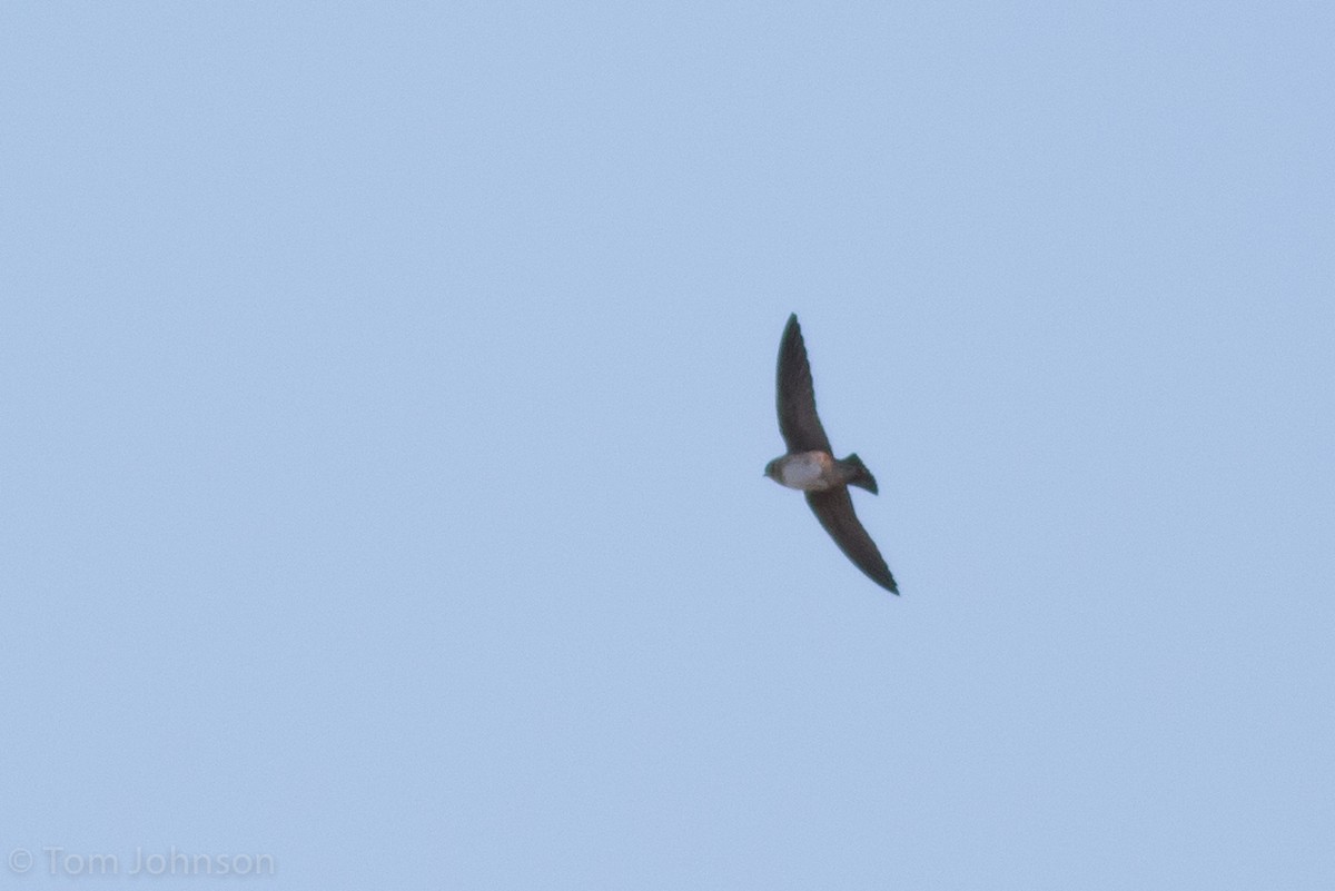 Cave Swallow - Tom Johnson