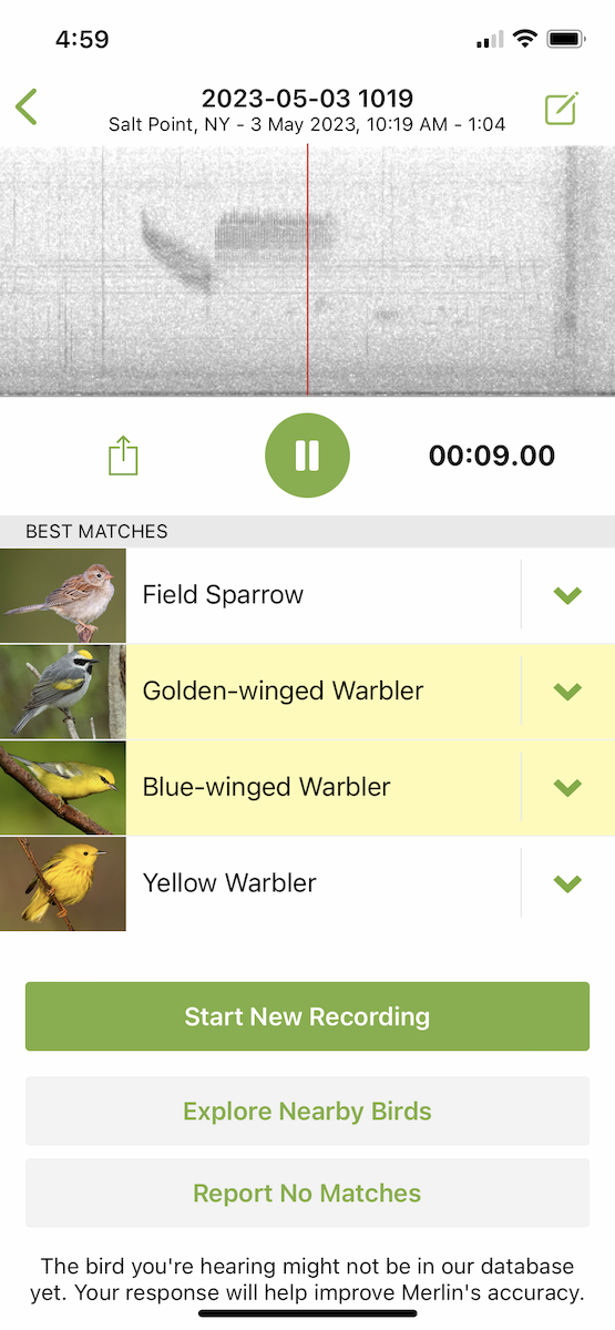 Blue-winged Warbler - ML566538501