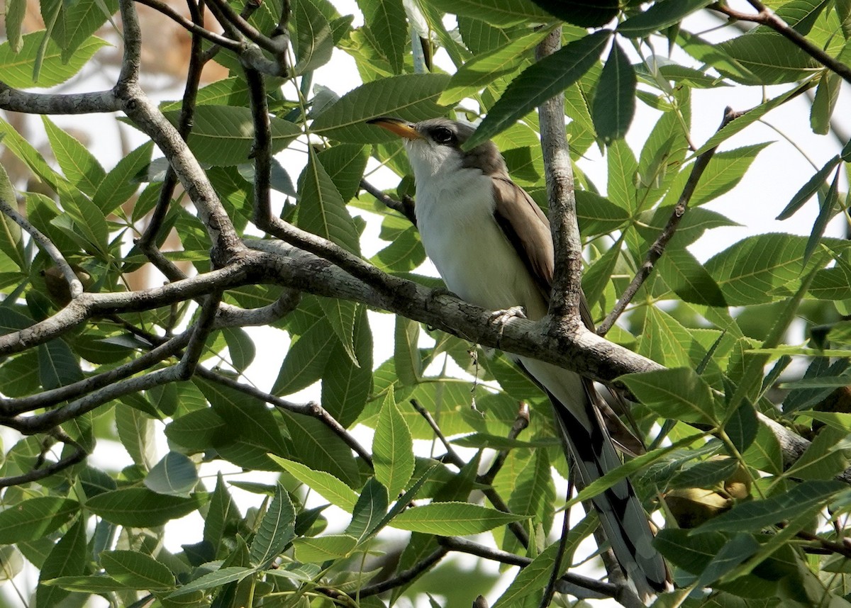 Yellow-billed Cuckoo - ML566540331