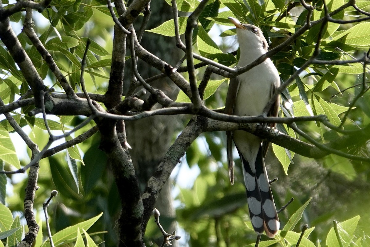 Yellow-billed Cuckoo - ML566540351