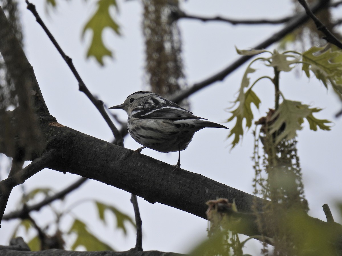Black-and-white Warbler - ML566540391