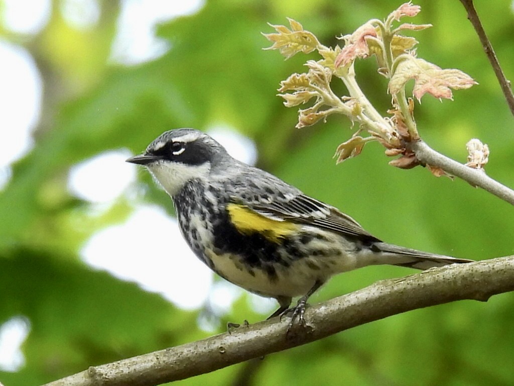 Yellow-rumped Warbler - ML566540521
