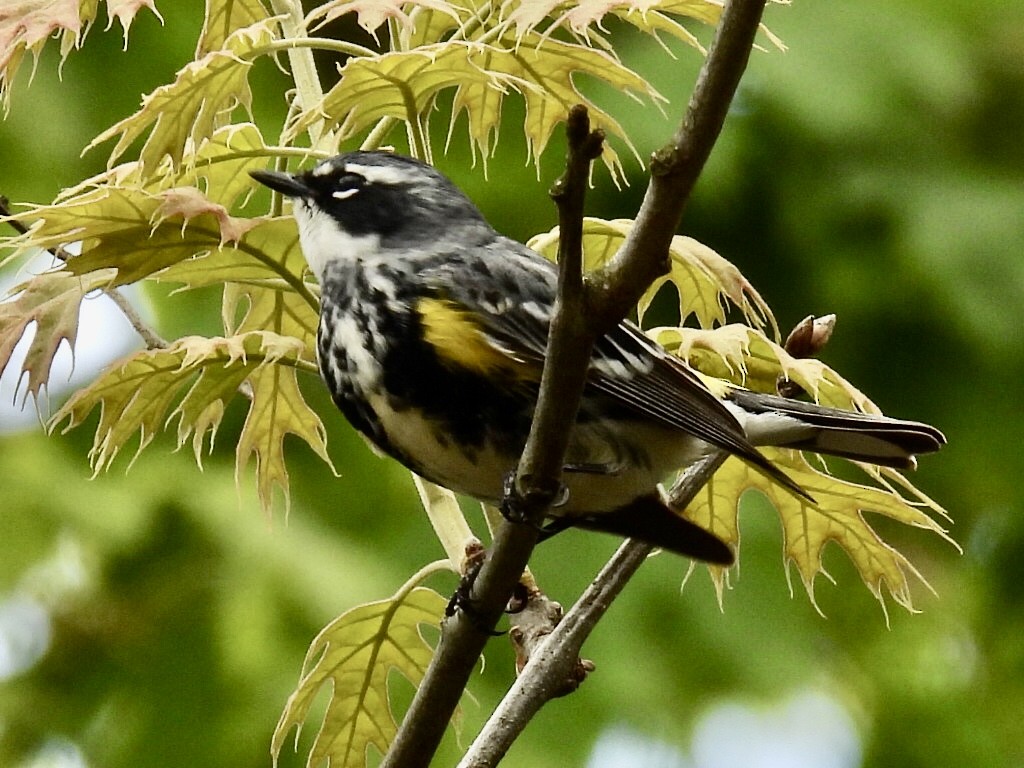 Yellow-rumped Warbler - ML566540531