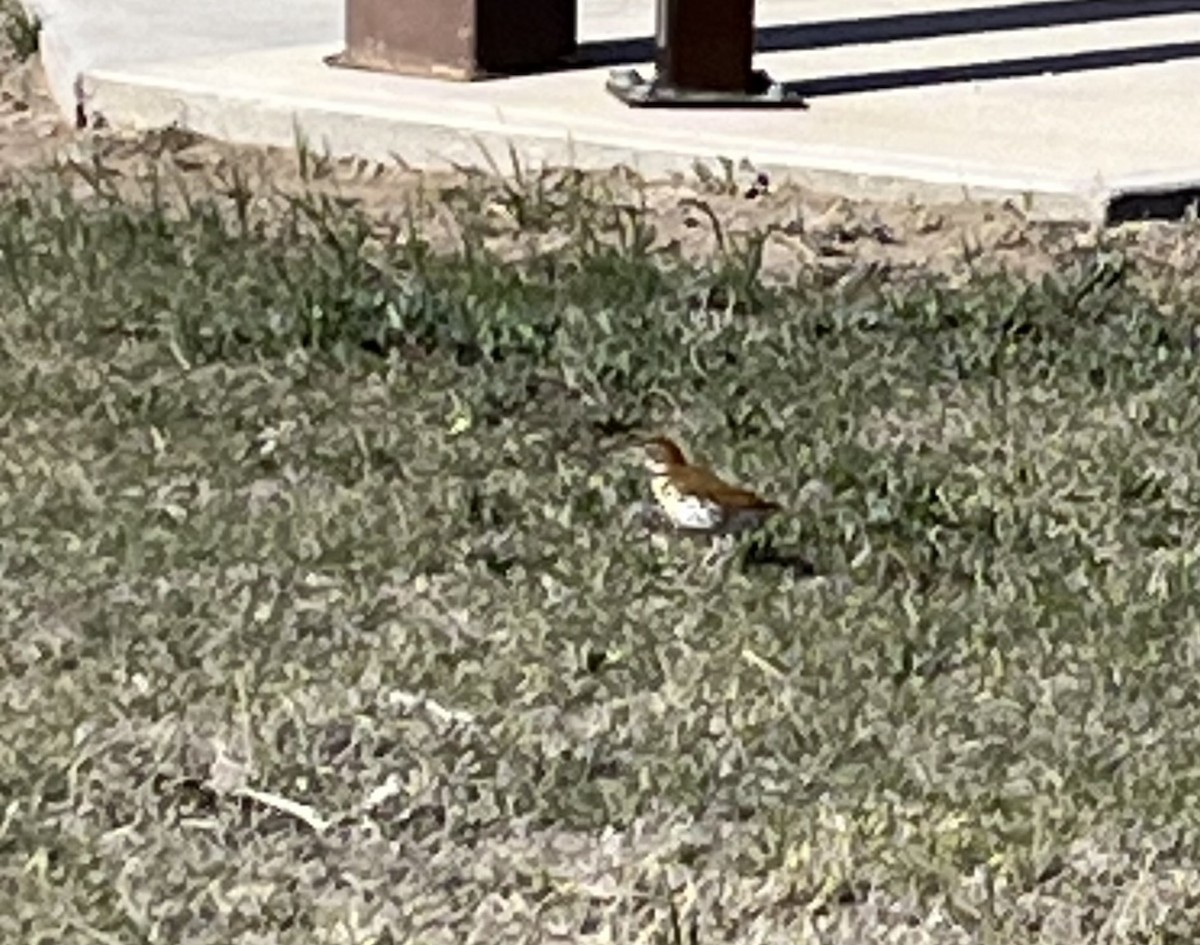 Wood Thrush - ML566540581