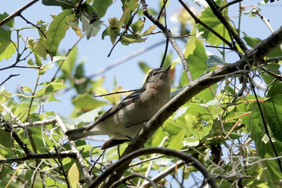 Bay-breasted Warbler - ML566540991
