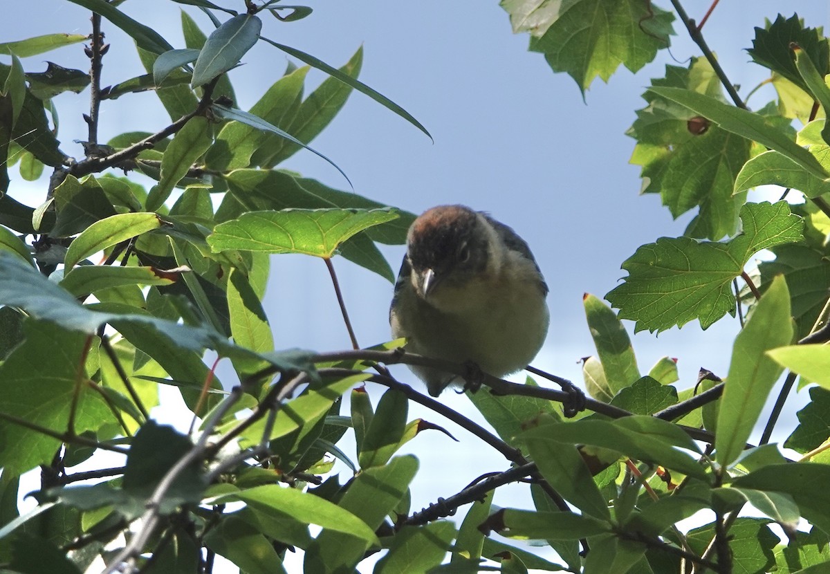 Bay-breasted Warbler - ML566541021
