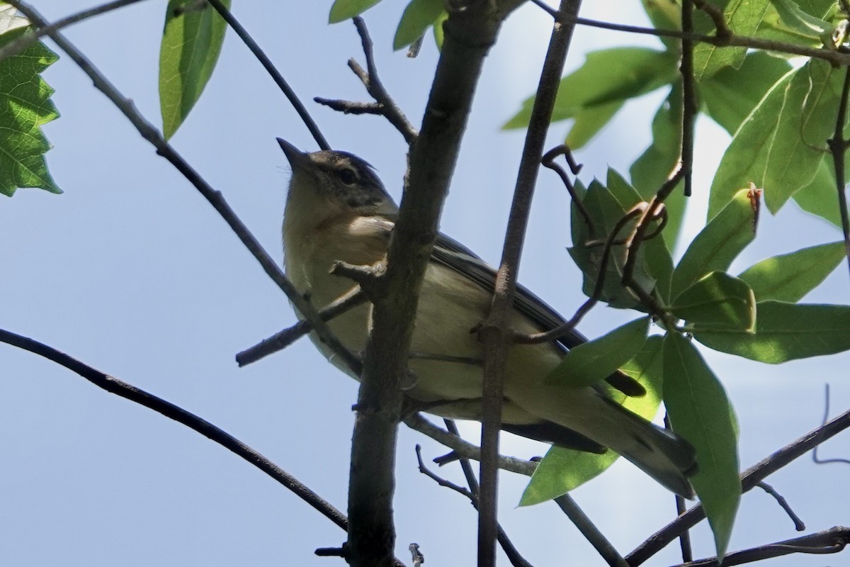 Bay-breasted Warbler - ML566541071