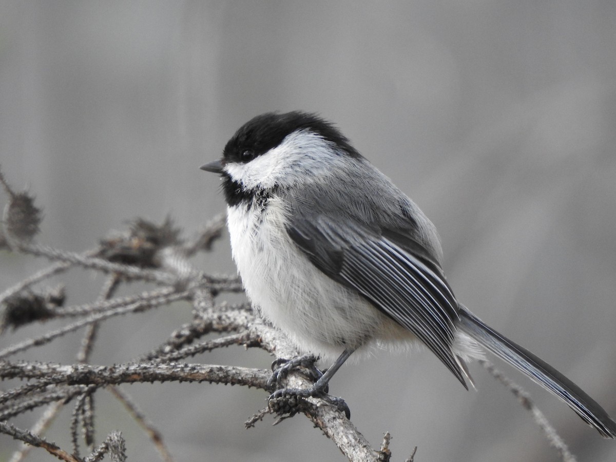 Black-capped Chickadee - ML566541641