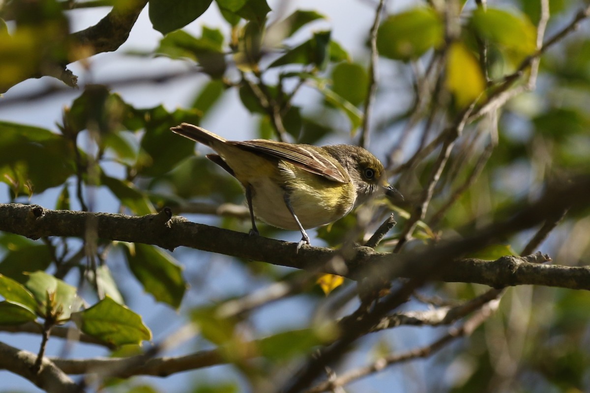 Ak Gözlü Vireo - ML56654181